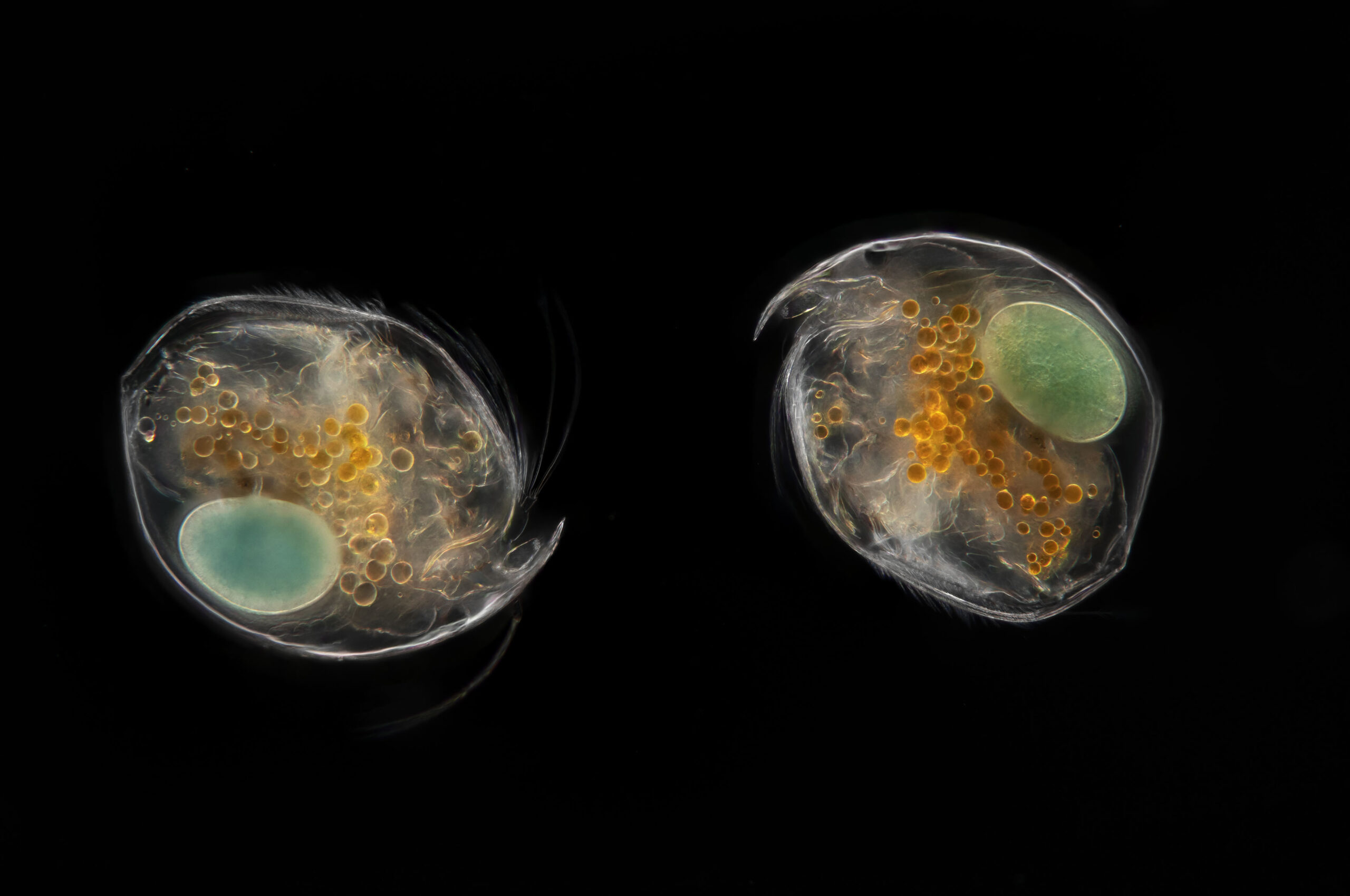 Planktonium © Jan van IJken